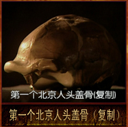 pic/bjr/2/第一个北京人头盖骨复制.jpg
