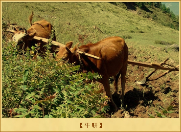 牛耕